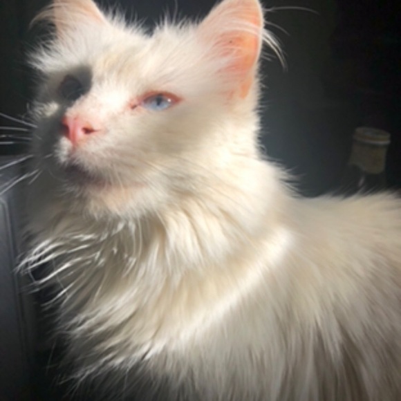 Meet your Posher, Calli - Picture 5 of 8